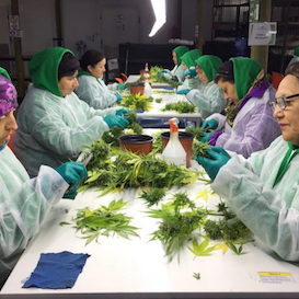 AusCann cannabinoid medicines one step closer to market AusCann cannabinoid medicines one step closer to market